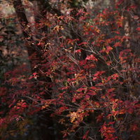 秋に真っ赤に紅葉したドウダンツツジの庭木の写真