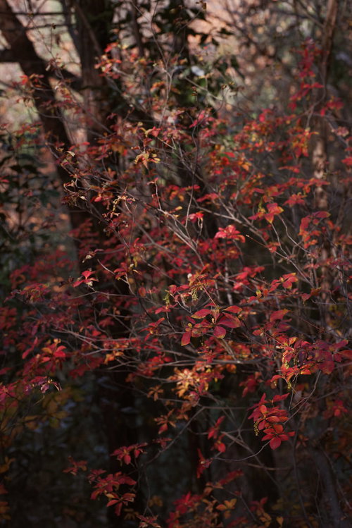 秋に真っ赤に紅葉したドウダンツツジの庭木