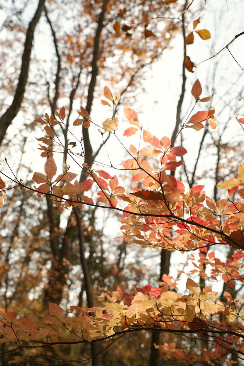 秋に赤く紅葉したドウダンツツジの枝と落ち葉