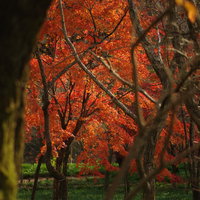 紅葉期の巾着田のもみじ林 赤く染まる秋の景勝地の写真