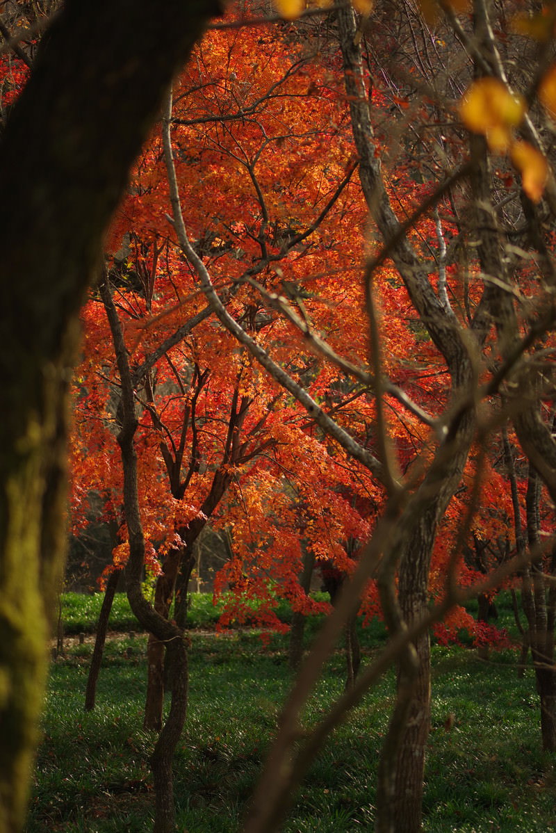 鮮やかな赤とオレンジに紅葉したもみじの木々が立つ巾着田の秋景色
