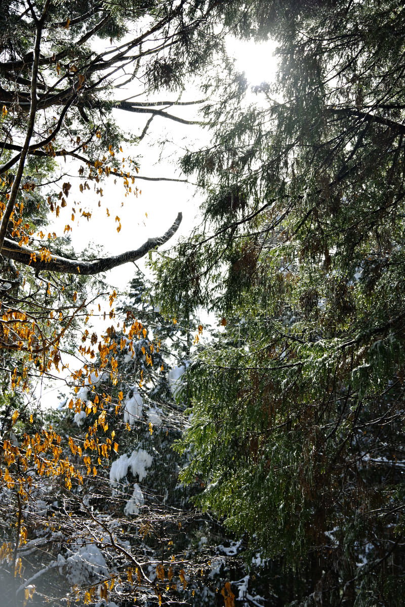 日差しを受けて雪解けの雫を垂らす木の枝と舞い上がる雪煙