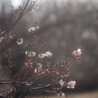 梅の枝に白い花が咲き始めた早春のの写真