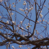 満開の薄ピンクの梅の枝に止まるメジロと青空の写真