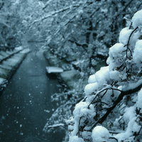 開花した桜に積もる雪 - 春と冬が共存する季節の境目の風景の写真