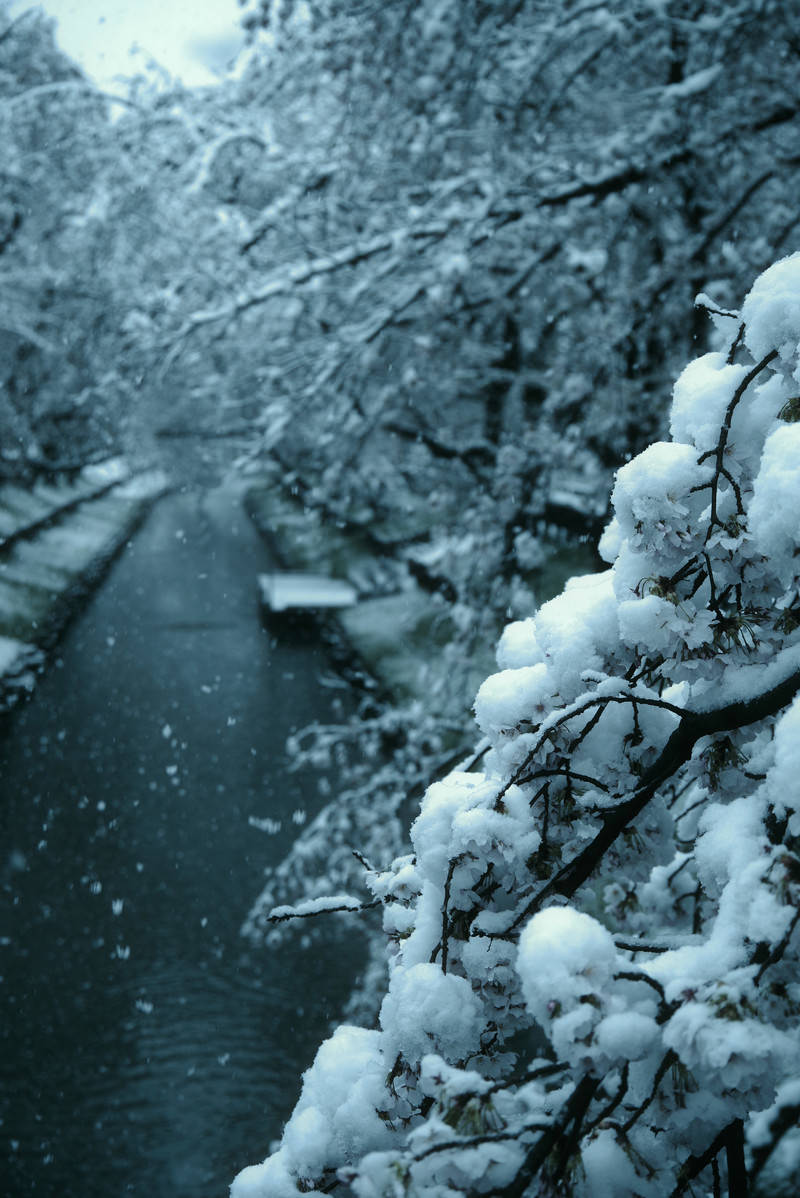 満開の桜の花に雪が積もった珍しい春の風景