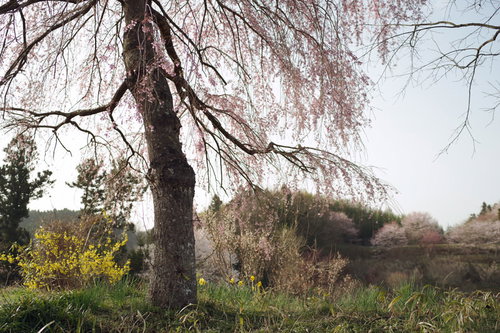 朝日に照らされた山里の枝垂れ桜の開花風景