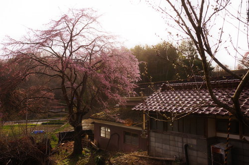 瓦屋根の民家の横に咲く満開の桜の木