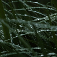 雨を弾く菖蒲の葉に丸く膨らむ水滴と撥水効果の写真