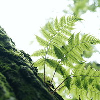 逆光に照らされる光のシダの葉脈と森の緑の写真