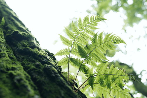 逆光に照らされる光のシダの葉脈と森の緑