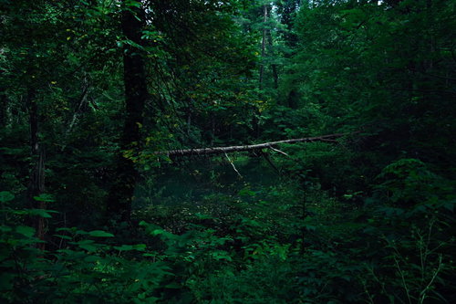 福島県五色沼を囲む深い森と樹海の四季風景