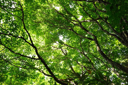 樹海に生い茂る新緑の楓の風景