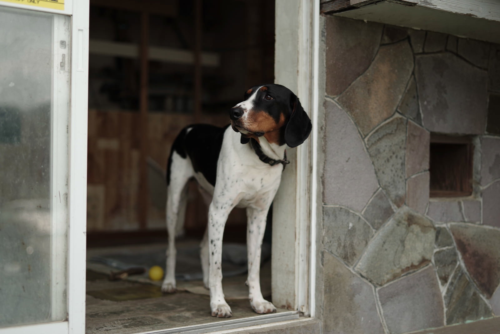 玄関の扉付近で外を見つめながら立っている白と茶色の毛色の犬