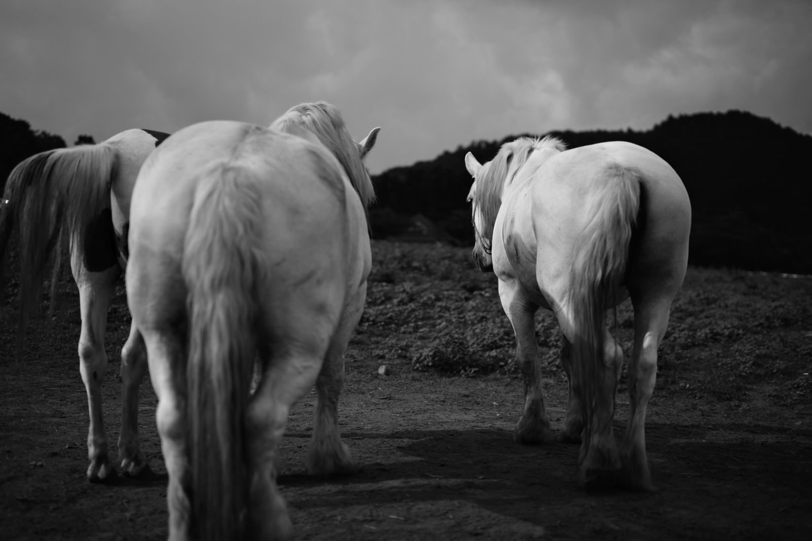 牧場で草を食む白い馬たちの後ろ姿をモノクロで撮影した写真