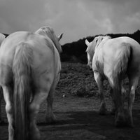 牧場で草を食む馬たちの後ろ姿の写真
