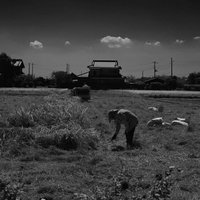 稲刈りの時期がはじまった田んぼで働く農家の写真