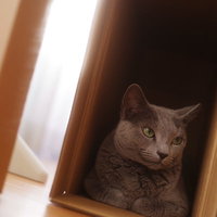 ニヤニヤ（猫）段ボール箱に収まるグレー猫の写真