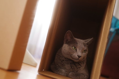 ニヤニヤ（猫）