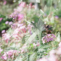 花の周りで重なり合うアゲハチョウの多重露光の写真