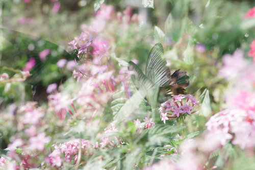 花の周りで重なり合うアゲハチョウの多重露光