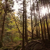 原生林の森に差し込む夕日の木漏れ日と紅葉の渓谷の写真