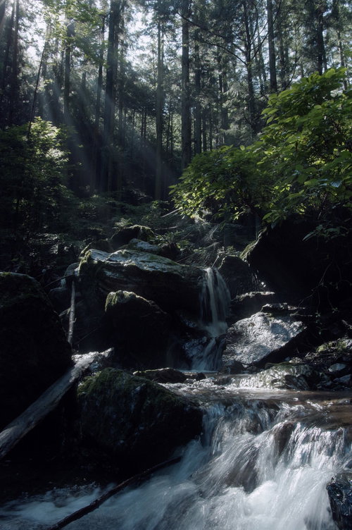 木漏れ日が差し込む渓流の沢 清流と岩肌のコントラスト