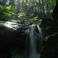 朝日が眩しく差し込む新緑と渓流、木漏れ日の中を流れる小川の写真