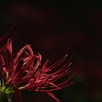 暗い背景に浮かぶ真紅の曼珠沙華、秋の季節を象徴する彼岸花の写真