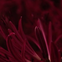 曼珠沙華の深紅なつぼみ、秋の彼岸花の開花前の神秘的な姿の写真