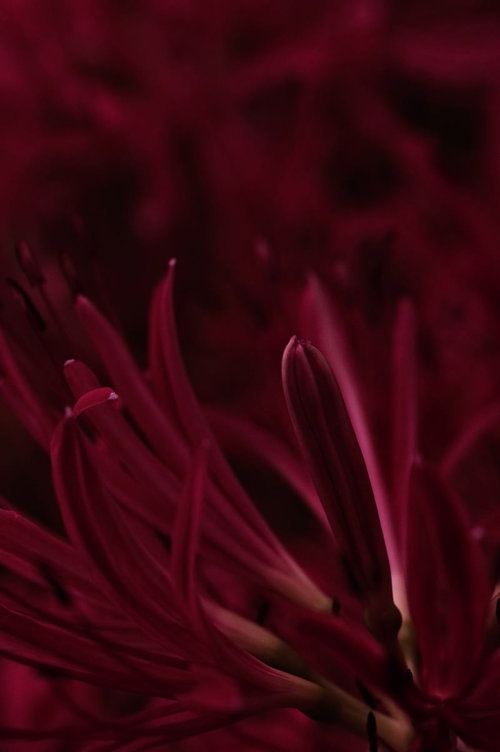 曼珠沙華の深紅なつぼみ、秋の彼岸花の開花前の神秘的な姿