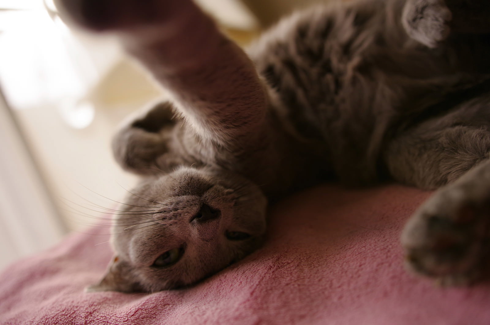グレーの猫がカメラに向かって前足で猫パンチをしている様子
