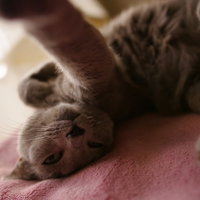 寝起きのグレー猫がカメラに猫パンチ、肉球が見えるの写真