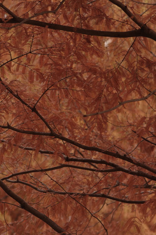 茶色とオレンジ色に紅葉したメタセコイアの枝