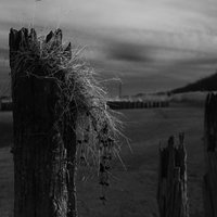 時間の経過で朽ちてボロボロになった木製の杭の写真