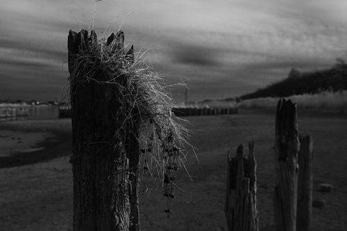 時間の経過で朽ちてボロボロになった木製の杭