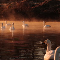 夕焼けに染まる川面に浮かぶコハクチョウの群れの写真