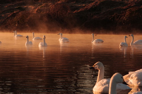 夕焼けに染まる川面に浮かぶコハクチョウの群れ