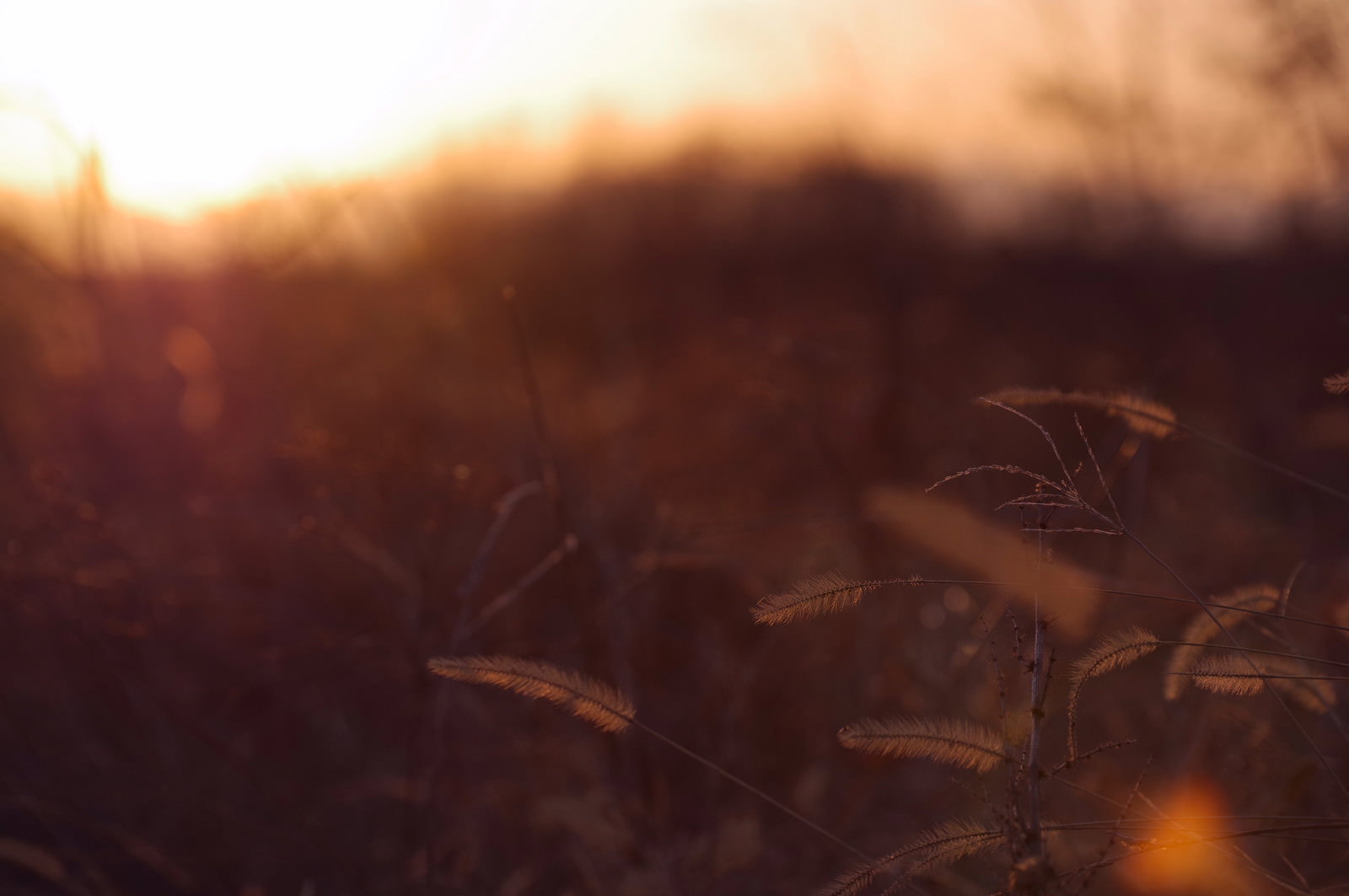 夕焼けの光で照らされた枯れ葉と冬の植物の風景