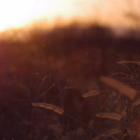 夕焼け色に染まる冬の枯れ葉と植物の風景の写真