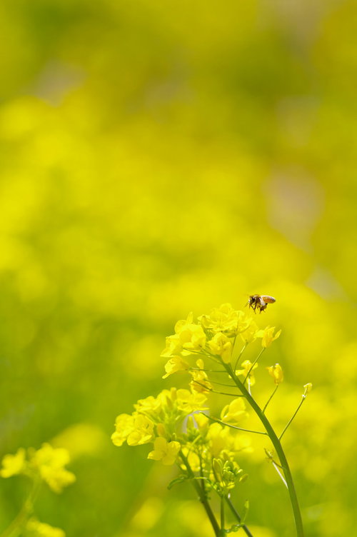 春の菜の花畑でとまる蜜蜂