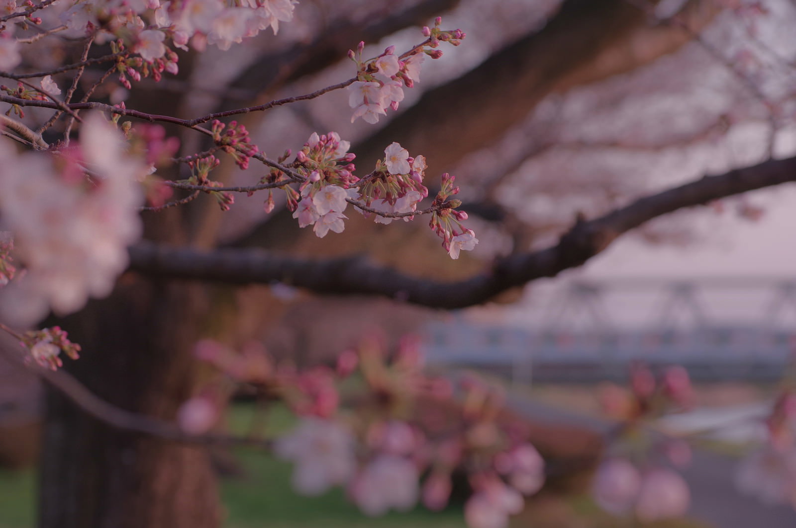 夕方の光に照らされて淡いピンク色に染まる満開の桜の枝