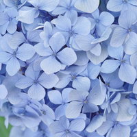 青色の紫陽花のクローズアップの写真