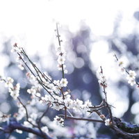 逆光に照らされた開花の梅の木の枝と白い花の写真
