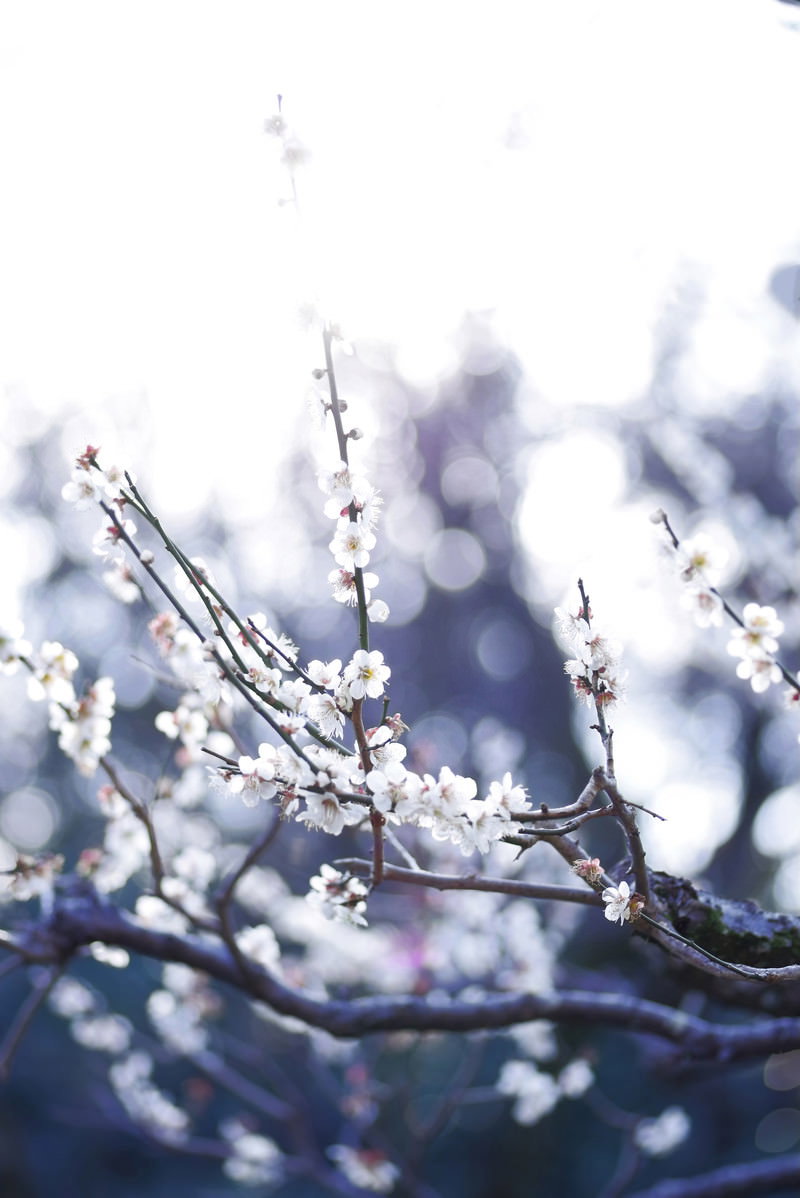逆光に照らされた梅の木の枝に咲く白い花