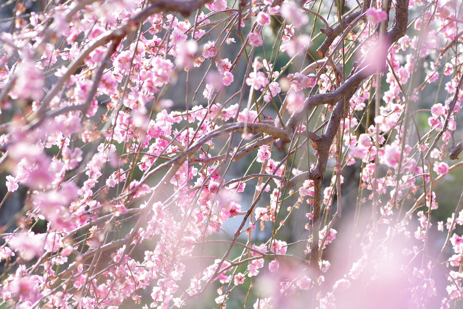 淡いピンク色の花をつけた枝垂れ梅が満開で咲いている様子