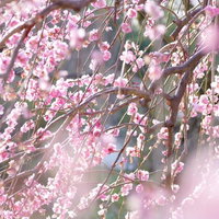 柔らかい光が差し込むしだれ梅の満開時期の開花風景の写真