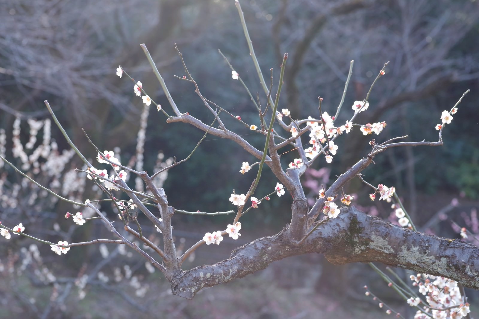 白い梅の花が枝に咲いている様子。背景に光が差し込んでいる