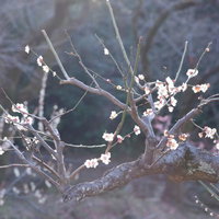光が差し込む梅園の白い花が咲く春の風景の写真