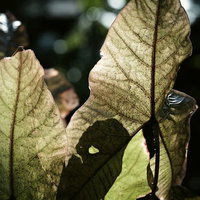 光に照らされた大きな熱帯植物の葉脈と光の美しいテクスチャーの写真